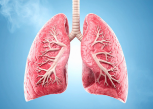 pulmones